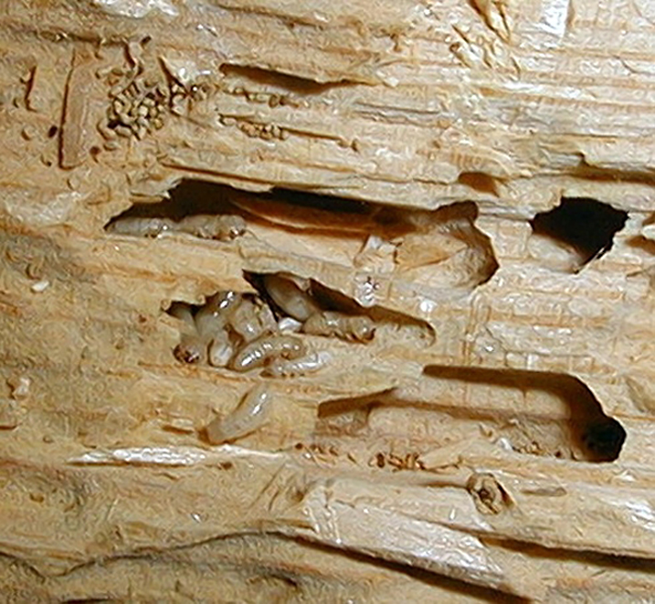 termite_damage